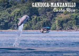 Dolphin jumping, Gandoca-Manzanillo, Costa Rica