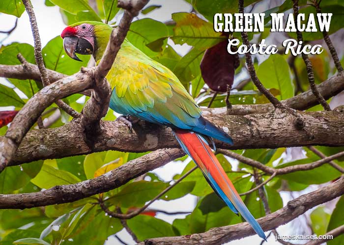 Green macaw, Punta Uva, Costa Rica