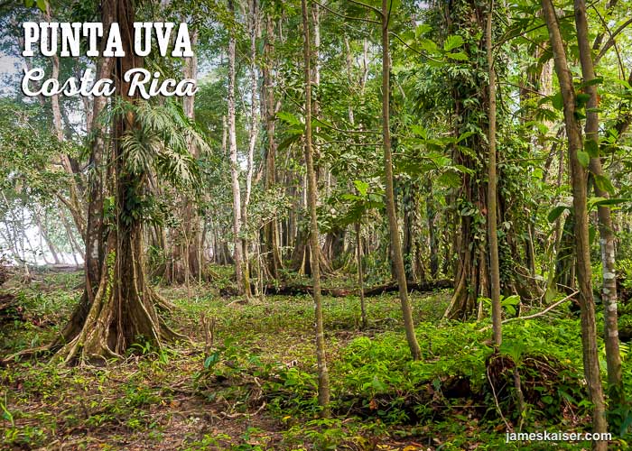 Rainforest at Punta Uva, Costa Rica