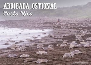 Arribada at Playa Ostional, Costa Rica