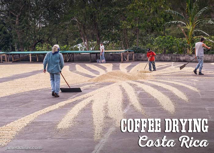 Sun drying coffee in Costa Rica