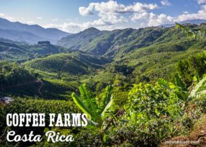 Coffee farms, Costa Rica