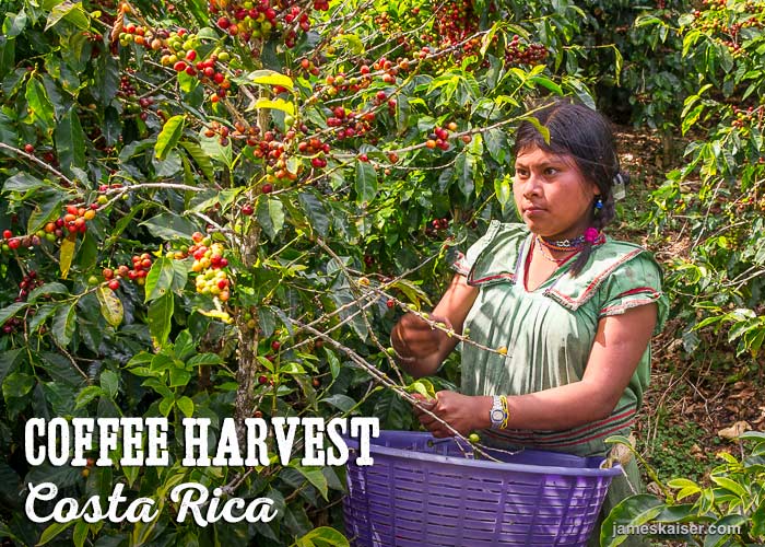 Coffee harvest, Costa Rica
