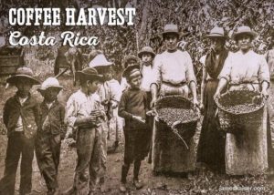 Costa Rica coffee harvest, historic photo