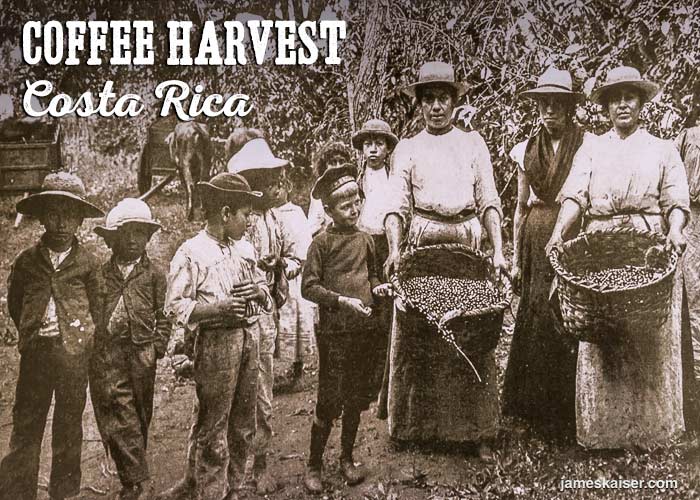 Costa Rica coffee harvest, historic photo