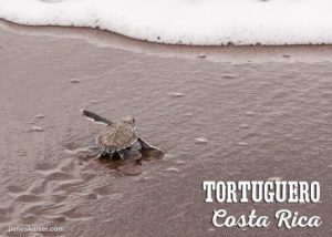 Green sea turtle hatchling in Costa Rica