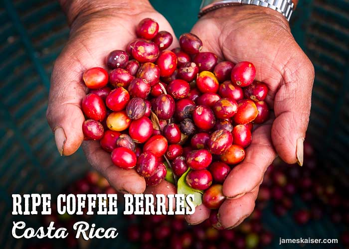 Ripe red coffee berries