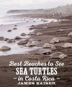 Best beaches to see sea turtles in Costa Rica