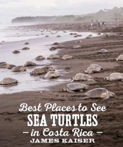 Best beaches to see nesting sea turtles in Costa Rica