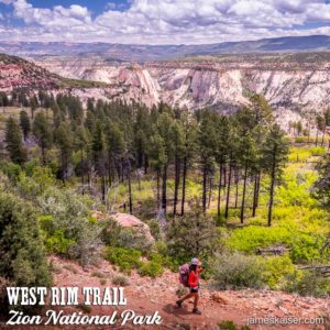 West Rim Trail, ponderosa pines, Zion National Park