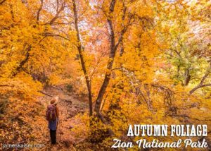 Autumn Foliage, Zion National Park