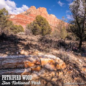Petrified Wood, Zion National Park, Utah