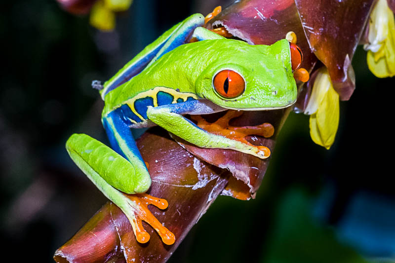 Red-eyed tree frog Costa Rica