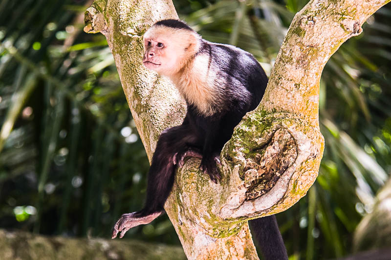 White-faced capuchin monkey in Costa Rica for printing