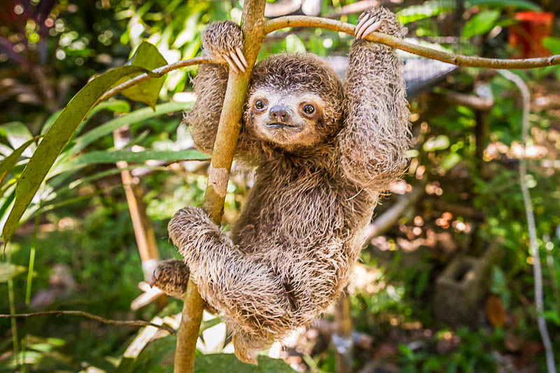 Baby sloth in Costa Rica