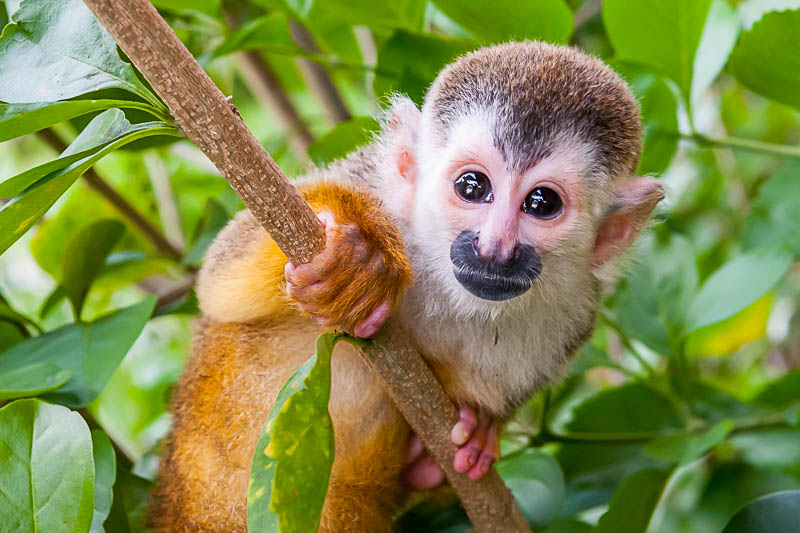 Squirrel Monkey, Costa Rica • James Kaiser Photography