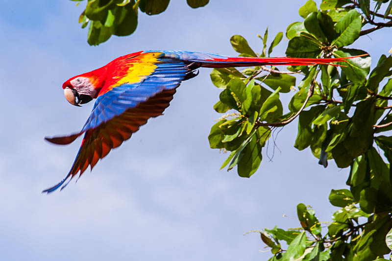 Scarlet Macaw in the Wild Costa Rica