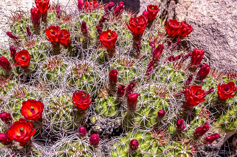 Cacti-flower-blooming-Joshua-Tree-National-Park